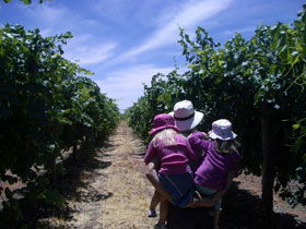 McLaren Vale Orchards - Accommodation Sydney 0