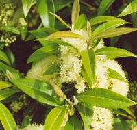 Tumbeela Native Bushfoods - Accommodation Sydney