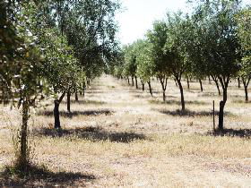 Talinga Grove Olive Oils - Accommodation Sydney 0