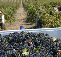 Rolf Binder Wines - Accommodation Sydney