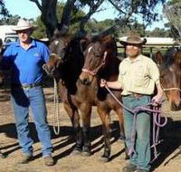 Coffin Bay Brumby Preservation Society Incorporated - Accommodation Sydney