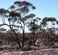 Clements Gap Conservation Park - Accommodation Sydney
