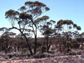 Clements Gap Conservation Park - Accommodation Sydney 0