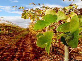 Mirabella Vineyards - Accommodation Sydney 0