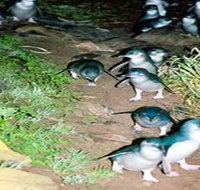 Penneshaw Penguin Centre - Accommodation Sydney