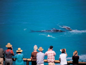Whale Watching At Head Of Bight - Accommodation Sydney 0