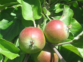 Sage Cooking School - Accommodation Sydney 0