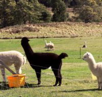Maydena Country Cabins Accommodation  Alpaca Stud - Accommodation Sydney