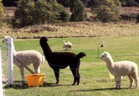 Maydena Country Cabins Accommodation & Alpaca Stud - Accommodation Sydney 0