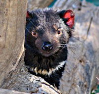 Trowunna Wildlife Sanctuary - Sydney 4u