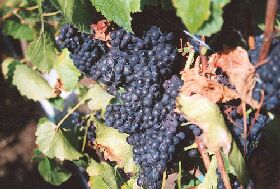 Darlington Vineyard - Accommodation Sydney 0