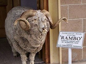 Tasmanian Wool Centre - Accommodation Sydney 0