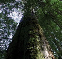Styx Big Tree Reserve - Accommodation Sydney