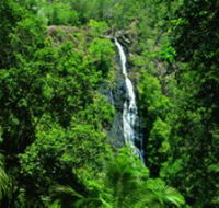 Kondalilla National Park - Accommodation Sydney