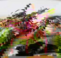 Courgette - Accommodation Sydney