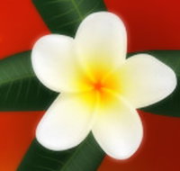 Well Retreat - Day Spa and Teahouse - Accommodation Sydney