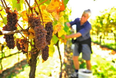 Native Point Wines - Accommodation Sydney 0