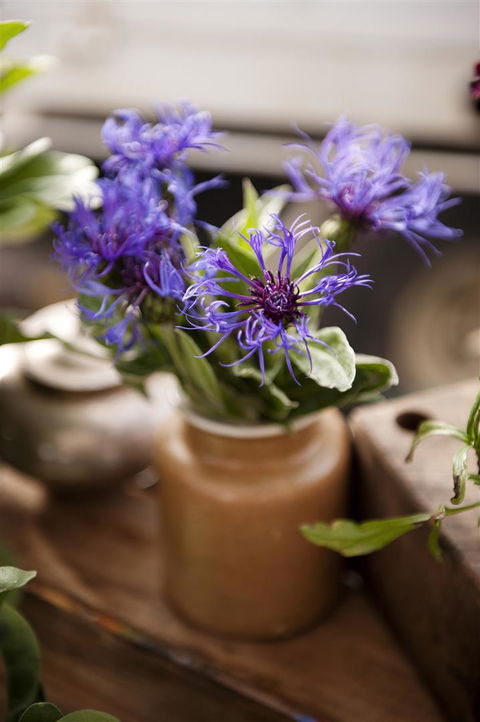 Salamanca Market - Accommodation Sydney 1