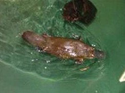 Platypus House - Sydney Resort 0