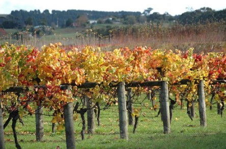 Apsley Gorge Vineyard - Sydney 4u 0