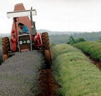 Bridestowe Lavender Farm - Accommodation Sydney