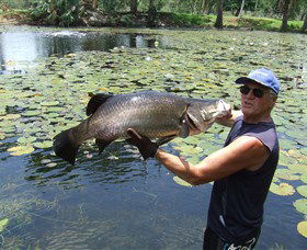 Barra Feeding - Sydney 4u 0