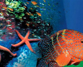 Indo Pacific Marine - Sydney 4u 0