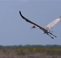 Gayngaru Wetlands Interpretive Walk - Sydney Resort