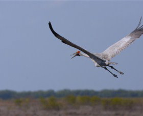 Gayngaru Wetlands Interpretive Walk - Sydney Resort 0