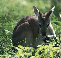 Tjaetaba Falls - Accommodation Sydney