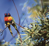 Wangi Falls Walk - Accommodation Sydney