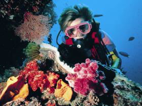 Cook Island Dive Site - Accommodation Sydney 0