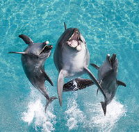 Sea World - Sydney Resort