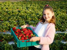 Strawberry Fields - Sydney Resort 0