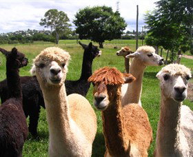 Banyandah Alpacas - Accommodation Sydney 0