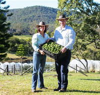 Hinterland Feijoas - Accommodation Sydney