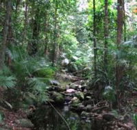 Mossman Gorge Rainforest Circuit Track Daintree National Park - Sydney 4u