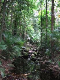 Mossman Gorge Rainforest Circuit Track, Daintree National Park - Sydney 4u 0