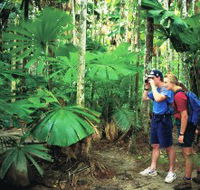 Mount Sorrow Ridge Trail Daintree National Park - Sydney 4u