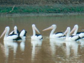 Pelican Point - Sydney Resort 0