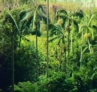 Fern Tree Pool and Giant's Chair Circuit - Accommodation Sydney