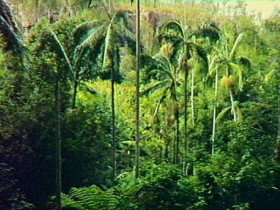 Fern Tree Pool And Giant's Chair Circuit - Accommodation Sydney 0