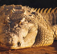Koorana Crocodile Farm - Accommodation Sydney