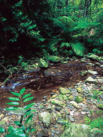 Wompoo Walk - Accommodation Sydney 0