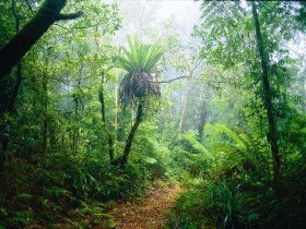 Lamington National Park, Green Mountains Section - Sydney 4u 0