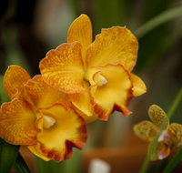 Queens Park - Orchid House - Accommodation Sydney