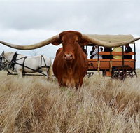 Texas Longhorn Wagon Tours and Safaris - Accommodation Sydney