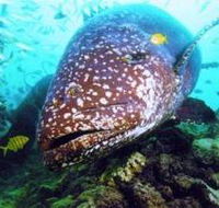 Lady Musgrave Island Dive Sites - Accommodation Sydney