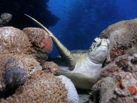 Light House Bommie Dive Site - Accommodation Sydney 0