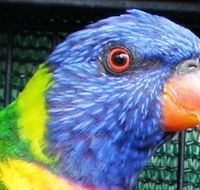Fraser Coast Wildlife Sanctuary - Accommodation Sydney